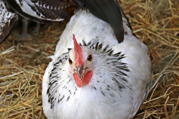 Huhn der alten Rasse 