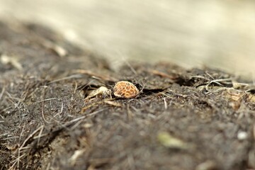 Gewölle einer Sumpfohreule (Asio flammeus) am Ewigen Meer in Ostfriesland