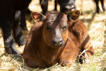 Herd of great aberdeen angus red and black
