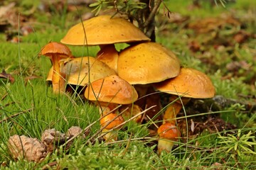 Gold-Röhrlinge (Suillus grevillei)