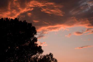 a sunset with a tree silhouetted against a red sky with clouds in the background