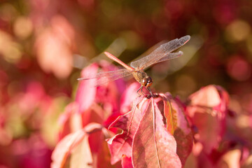 A dragonfly sits on a branch with red leaves close-up. Autumn background.