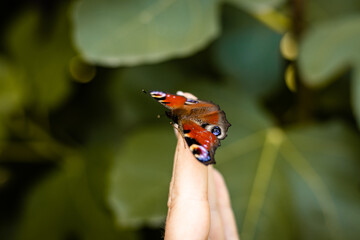 Beautiful butterfly with a damaged wing on a woman's arm