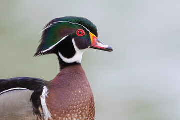 Male American Wood Duck (Aix sponsa) portrait, Lake Morton, Florida, USA