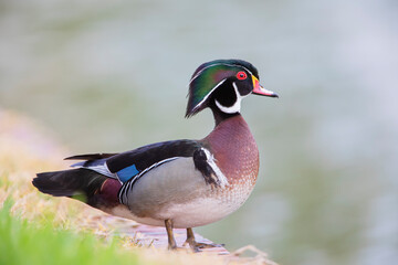 Male American Wood Duck (Aix sponsa) on shore, Lake Morton, Florida, USA