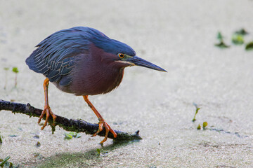 Green Heron (Butorides virescens) hunting for fish, Circle B Bar Reserve, Florida, USA