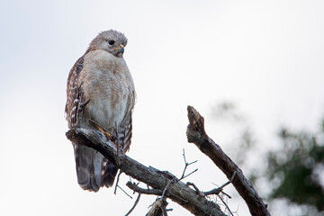 Red-shouldered Hawk (Buteo lineatus) perched on branch, Florida, USA