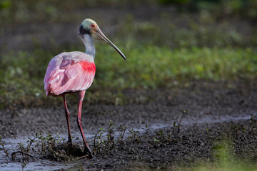 Roseate spoonbill (Platalea ajaja) standing, Florida, USA