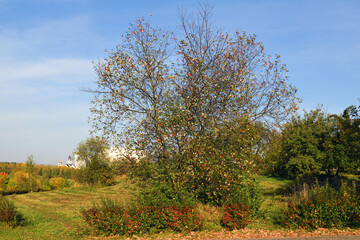 Bright golden autumn. Mitino Nature-Landscape Park landscape. Moscow, Russia
