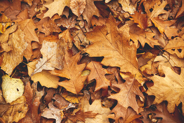 Autumn leaves background top view. Hello Fall! Oak brown and yellow leaves in warm moody autumn woods. Fall wallpaper and banner