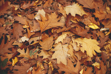 Autumn leaves background top view. Hello Fall! Oak brown and yellow leaves in warm moody autumn woods. Fall wallpaper and banner