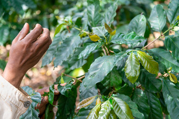Naklejka na ściany i meble The hand of a coffee farmer searching for ripe cherries to pick,at a plantation in southern Laos.