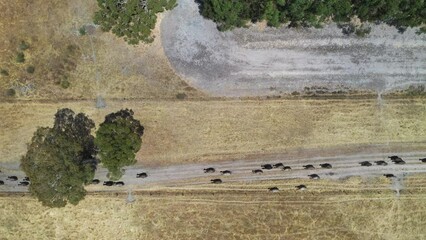 Herding cows on a farm in a summer drought in Australia. Herd of cattle in a Laneway. Aerial view 