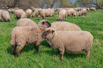 Fototapeta premium Herd of sheep grazing at grassland pasture in Germany