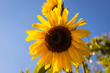 Sunflower blooms, blue sky. Decorative sunflower. Production of sunflower oil