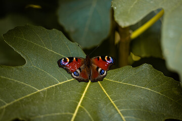 A beautiful butterfly with a damaged wing sits on leaves. Animal welfare