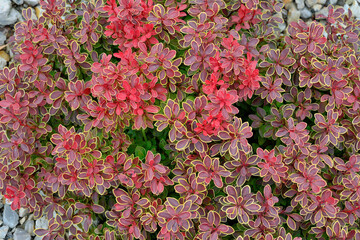 Berberis Thunbergii variety 'Coronita' with bright colorful foliage close up