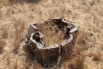 An old tree stump in a clearing in a city park.
