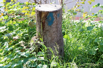 An old tree stump in a clearing in a city park.