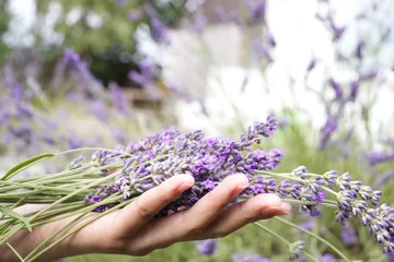 Gordijnen Woman hand holding lavender flowers. Woman cutting lavender flowers in the garden. Lavender pruning time. Close up photo lifestyle.  © Wita Pixs