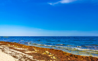 Fototapeta na wymiar Beautiful Caribbean beach totally filthy dirty nasty seaweed problem Mexico.