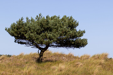 Tree on a Dune 