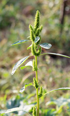 In nature, weeds grow Amaranthus retroflexus