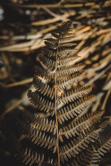 fern leaf