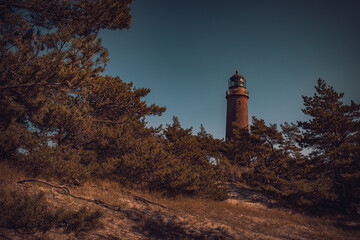 Lighthouse in the Forest 