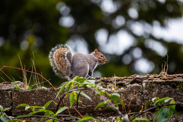 Grey Squirrel (Sciurus carolinensis) in National Botanic Gardens, Dublin, Ireland