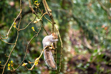 Grey Squirrel (Sciurus carolinensis) in National Botanic Gardens, Dublin, Ireland