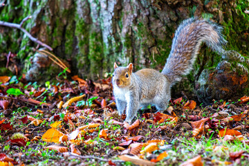 Grey Squirrel (Sciurus carolinensis) in National Botanic Gardens, Dublin, Ireland