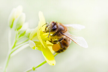 close up of bee sitting on flower