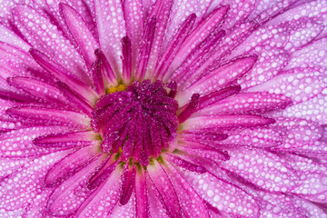 purple chrysanthemum flower covered with dew drops