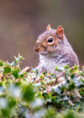 Grey Squirrel (Sciurus carolinensis) in National Botanic Gardens, Dublin, Ireland