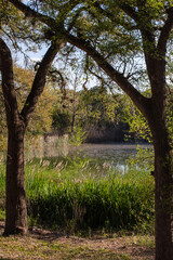 Texas Spring Wildflowers