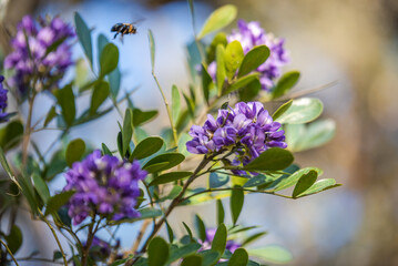 Texas Spring Wildflowers