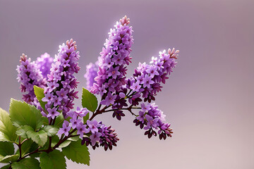 
cute bircollection of small purple lilac flowers isolated