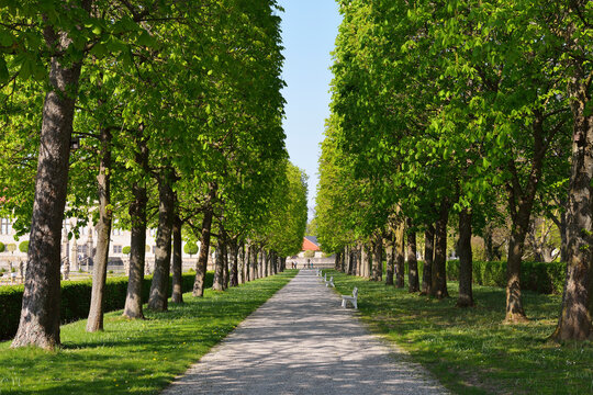 Chestnut Tree Avenue in Spring, Castle Park, Weikersheim, Baden-Wurttemberg, Germany