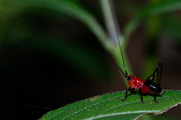 Jeune sauterelle tropicale rouge