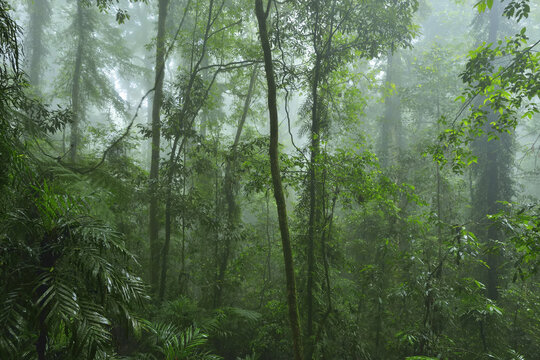 Rainforest, Dorrigo, Dorrigo National Park, New South Wales, Australia