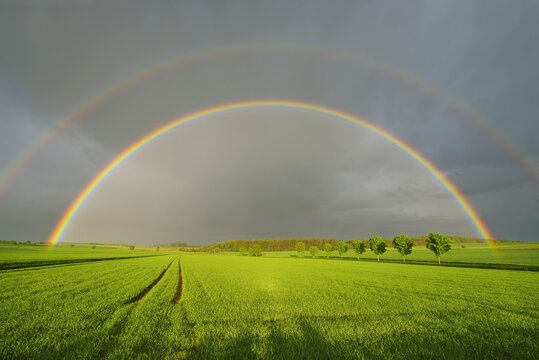 Maple Trees in Grain Field with Double Rainbow in Spring, Bad Mergentheim, Baden-Wurttemberg, Germany