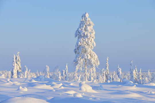 Snow Covered Tree in Winter, Nissi, Kuusamo, Nordoesterbotten, Finland