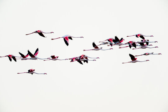 Greater Flamingos (Phoenicopterus roseus) in Flight, Saintes-Maries-de-la-Mer, Parc Naturel Regional de Camargue, Languedoc-Roussillon, France