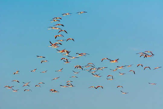 Greater Flamingos (Phoenicopterus roseus) in Flight, Saintes-Maries-de-la-Mer, Parc Naturel Regional de Camargue, Languedoc-Roussillon, France