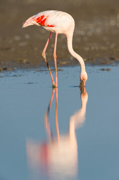 Greater Flamingo (Phoenicopterus roseus), Saintes-Maries-de-la-Mer, Parc Naturel Regional de Camargue, Languedoc-Roussillon, France
