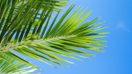 Vibrant green palm leaves against blue sky