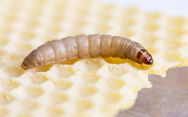 Detailed View of Galleria mellonella Larva