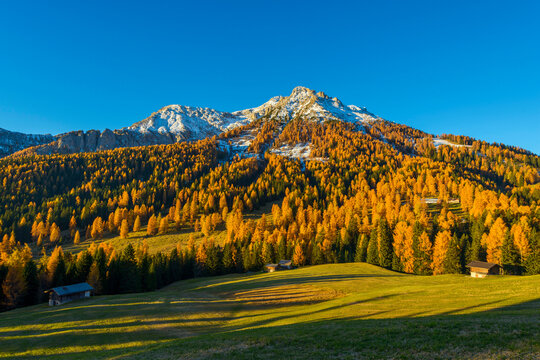 Mountain with Larches in Autumn, Vigo di Fassa, Dolomites, Trentino-Alto Adige, South Tirol, Italy