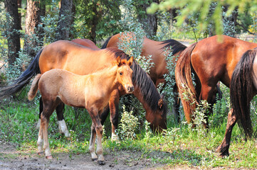 wild horses of Sundre Alberta grazing in forested field
